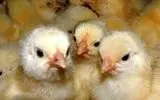 جوجه ریزی در همدان ۱۱ درصد افزایش یافت