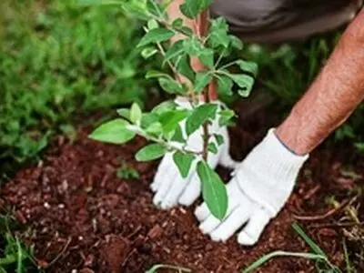 طرح ملی کاشت یک میلیارد درخت در گیلان آغاز شد