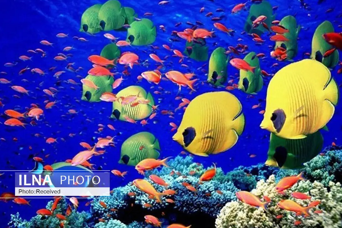 معرفی واحد پرورش ماهیان زینتی به‌عنوان الگوی موفق کارآفرینی در قزوین
