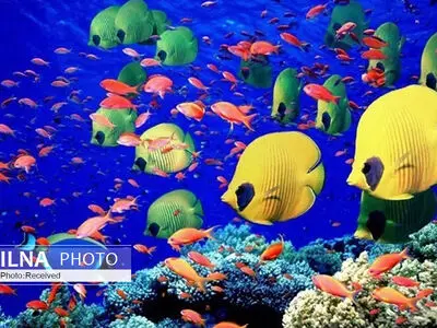 تکیثر ماهیان زینتی در استان قزوین به دو برابر افزایش خواهد یافت