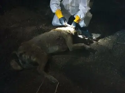 نمونه‌برداری از لاشه سگ ولگرد مشکوک به هاری در  شهرستان سبزوار