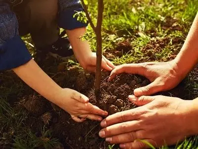 250 میلیون اصله نهال تا پایان سال جاری تولید می‌شود 