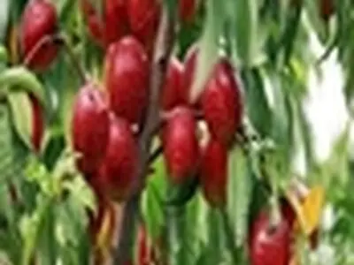 ۲۶ هزار اصله نهال برای کاشت در ۳۱ هکتار از اراضی مستعد شهرستان شهرضا توزیع شد