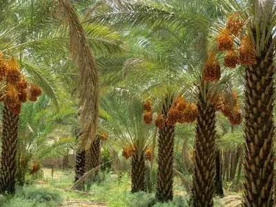 ردیابی آفت سوسک سر خرطومی حنایی در نخیلات شادگان