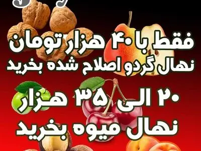 آخرین فرصت خرید نهال گردو اصلاح شده فقط با 40 هزار تومان 