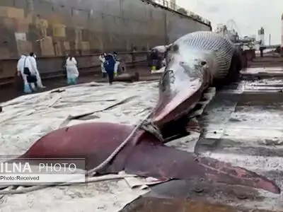 ویدئو/ لاشه نهنگ غول‌پیکر ترافیک دریایی در ناپل را مختل کرد 