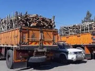 کشف 4 اصله گرده بینه جنگلی در اردبیل