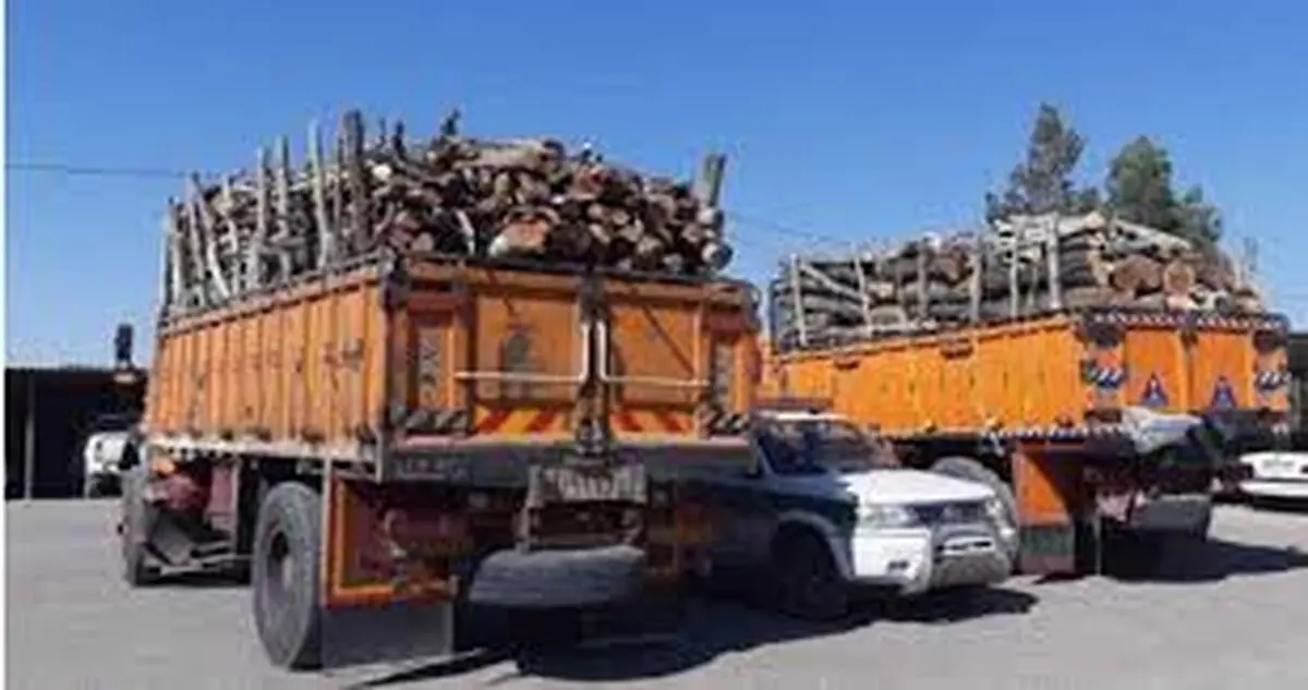 کشف 4 اصله گرده بینه جنگلی در اردبیل
