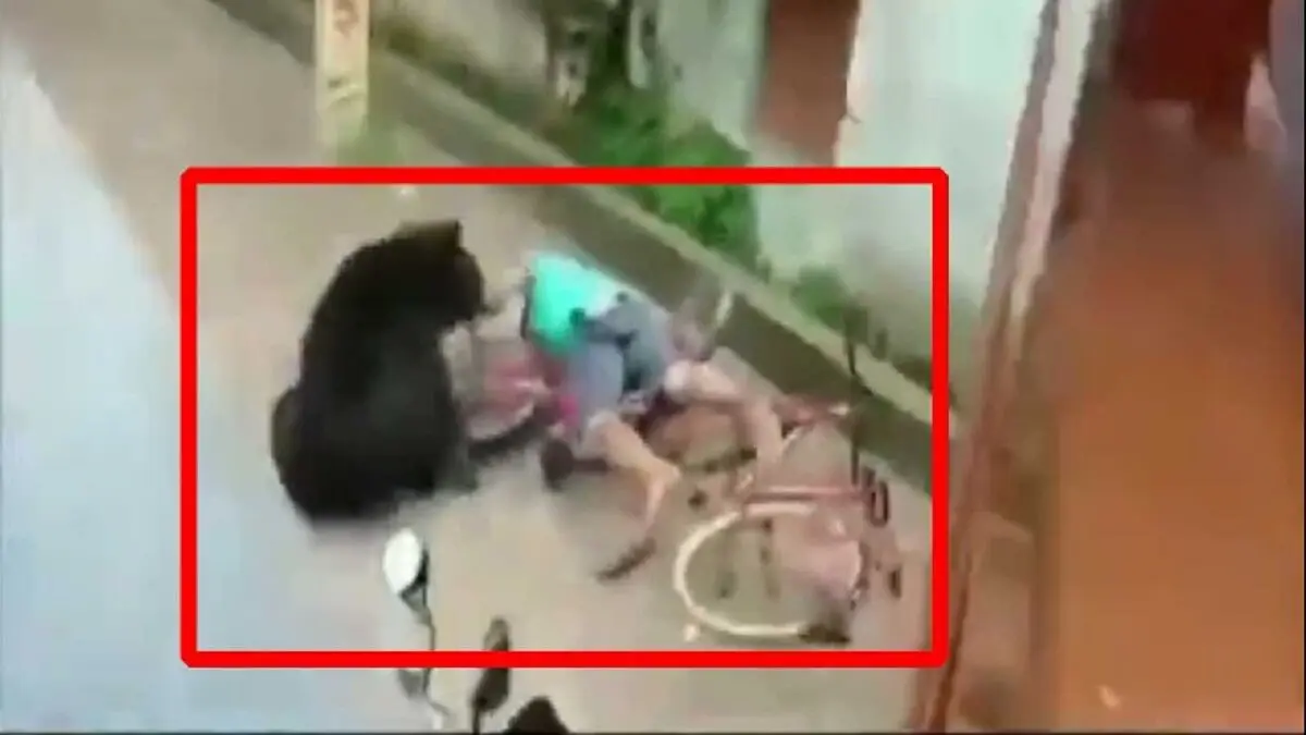 لحظه وحشتناک حمله خرس به دوچرخه سوار! 