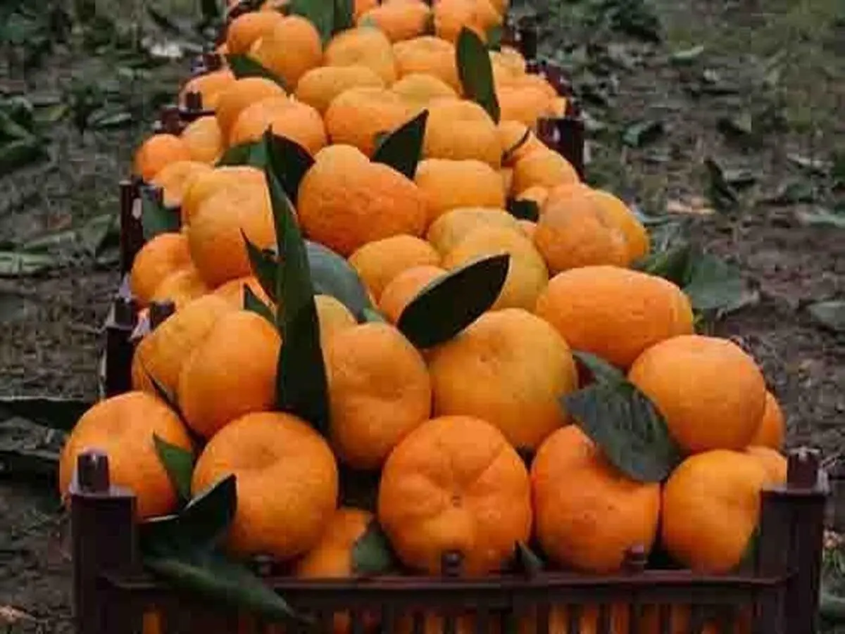 ورود نارنگی پیش رس به بازار مازندران