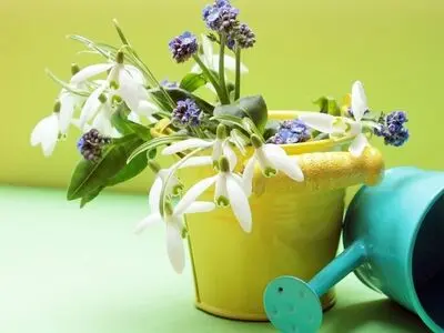 ۴ روش خلاقانه برای آبیاری گیاهان آپارتمانی در طول مسافرت