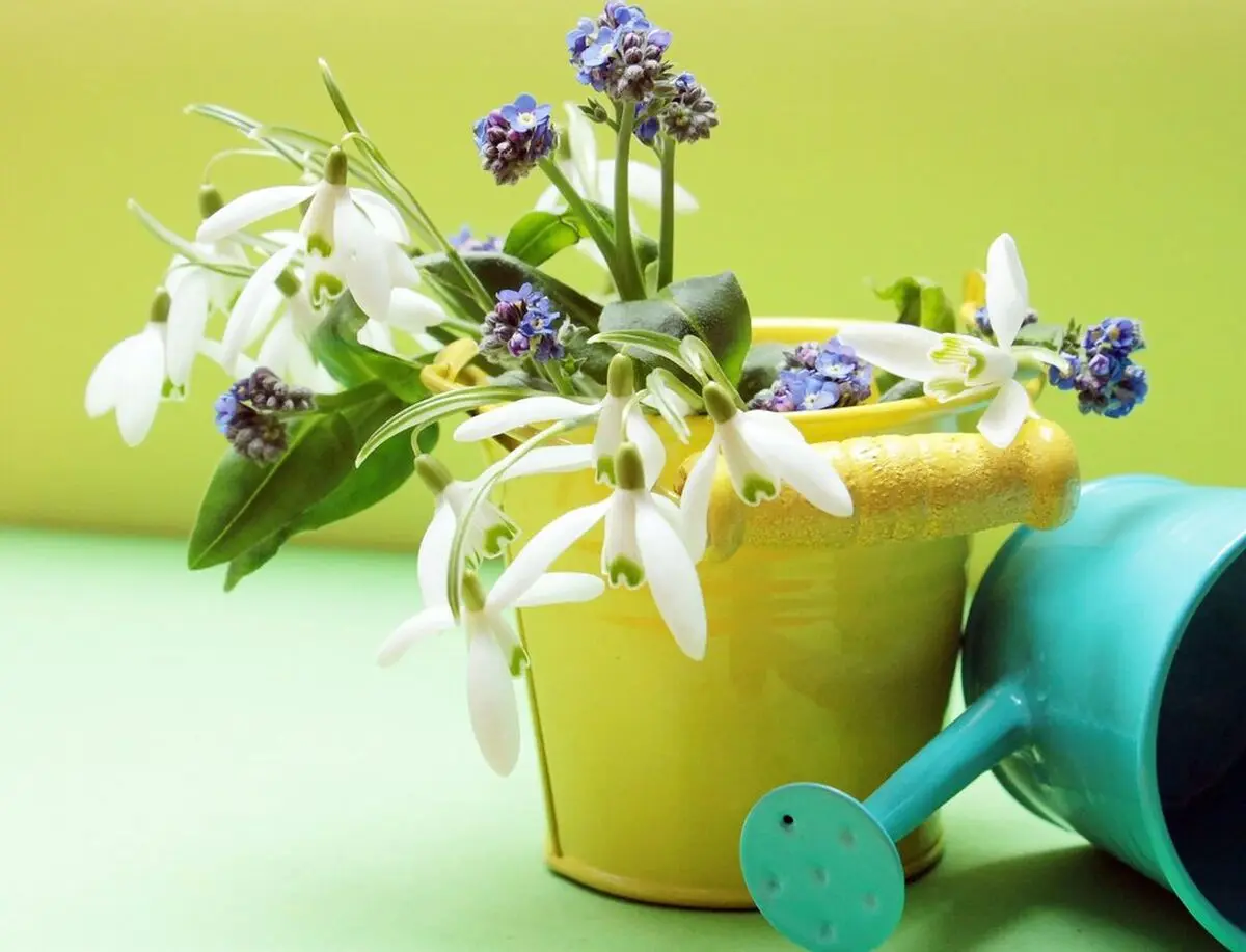 ۴ روش خلاقانه برای آبیاری گیاهان آپارتمانی در طول مسافرت