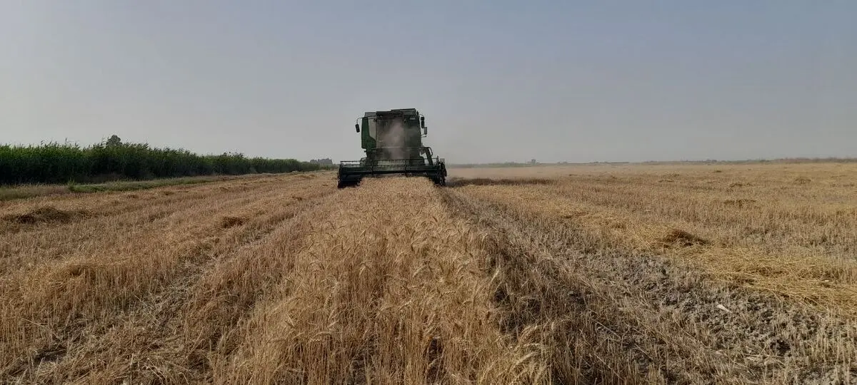 خرید تضمینی گندم در گلستان از ۵۷۰ هزار تُن فراتر رفت 