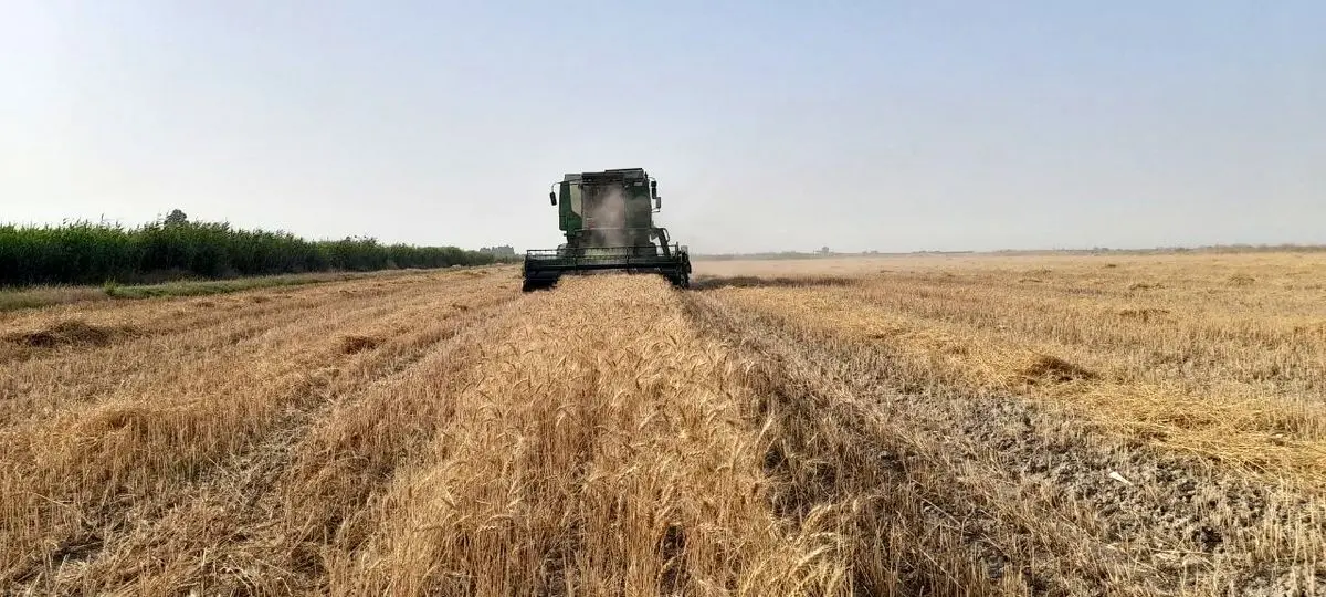 خرید تضمینی گندم در گلستان از ۵۷۰ هزار تُن فراتر رفت