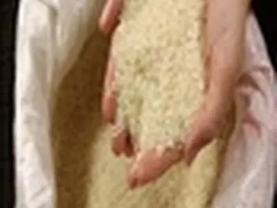 مابقی مطالبات برنجکاران گیلانی پرداخت می‌شود