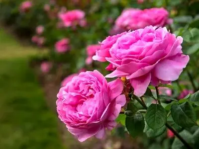 برداشت گل محمدی از گلستان های آذربایجان غربی آغاز شد/پیش بینی استحصال لیش از ۹۰۰ هزار لیتر گلاب در استان