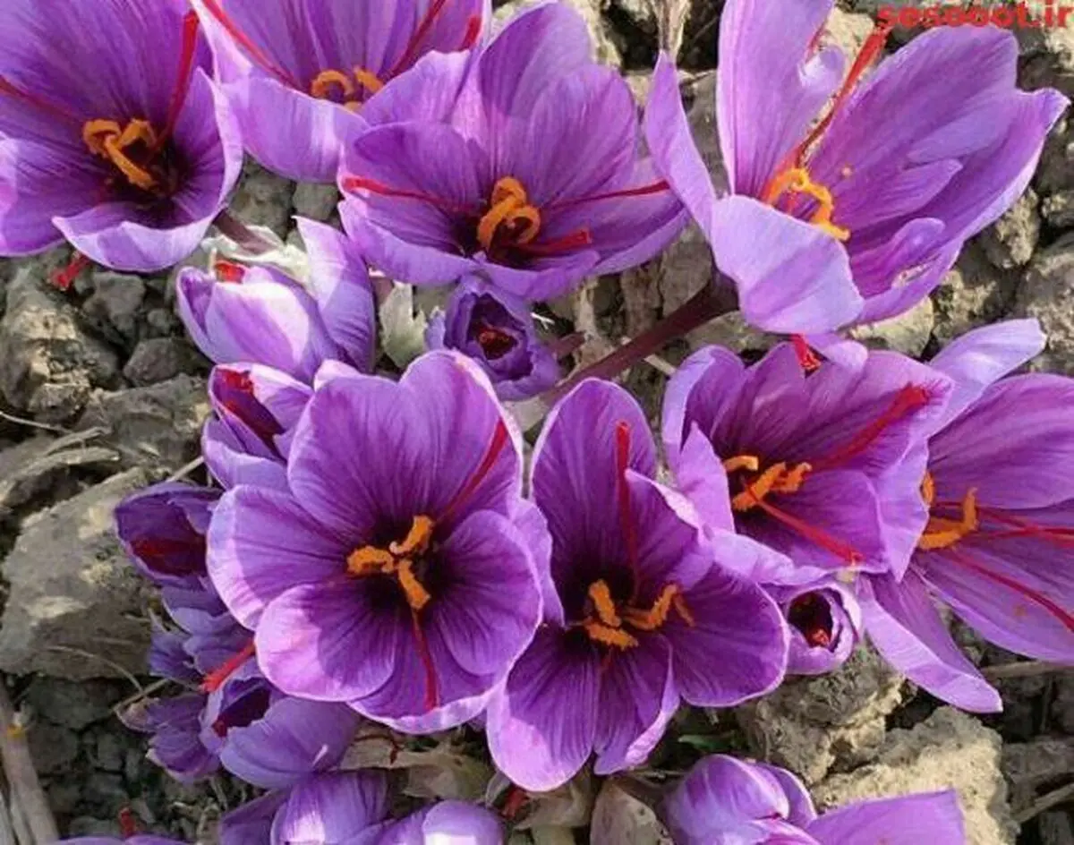 پیش بینی برداشت ۷۰ کیلوگرم زعفران از مزارع زیر کشت آذربایجان غربی