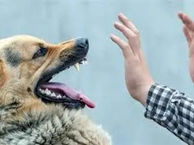 کاهش ۳ درصدی مصدومیت ناشی از سگ گرفتگی طی هفت ماه امسال