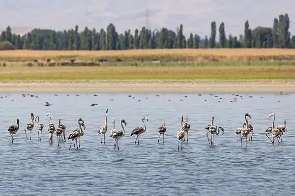 پارک ملی دریاچه ارومیه زیستگاه مهم پرندگان مهاجر و گونه های جانوری نادر است/ضرورت حفاظت ویژه از این زیستگاه طبیعی