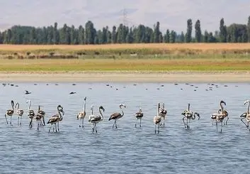 پارک ملی دریاچه ارومیه زیستگاه مهم پرندگان مهاجر و گونه های جانوری نادر است/ضرورت حفاظت ویژه از این زیستگاه طبیعی