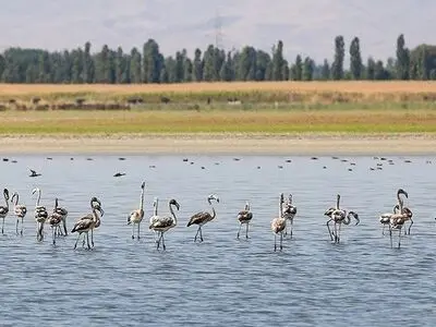 پارک ملی دریاچه ارومیه زیستگاه مهم پرندگان مهاجر و گونه های جانوری نادر است/ضرورت حفاظت ویژه از این زیستگاه طبیعی