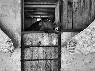 پرورش نگاه مستندنِگر یک ضرورت فرهنگی‌ست/ عکس‌ها؛ فیلم‌هایی هستند که در سکوت روایت می‌شوند