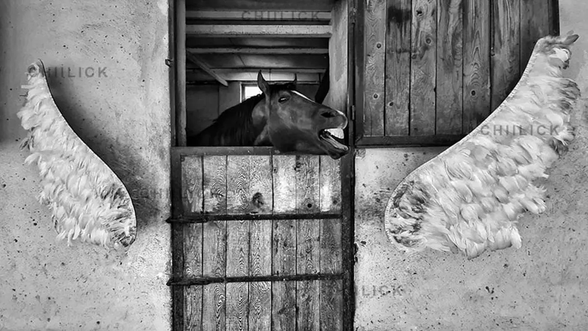 پرورش نگاه مستندنِگر یک ضرورت فرهنگی‌ست/ عکس‌ها؛ فیلم‌هایی هستند که در سکوت روایت می‌شوند