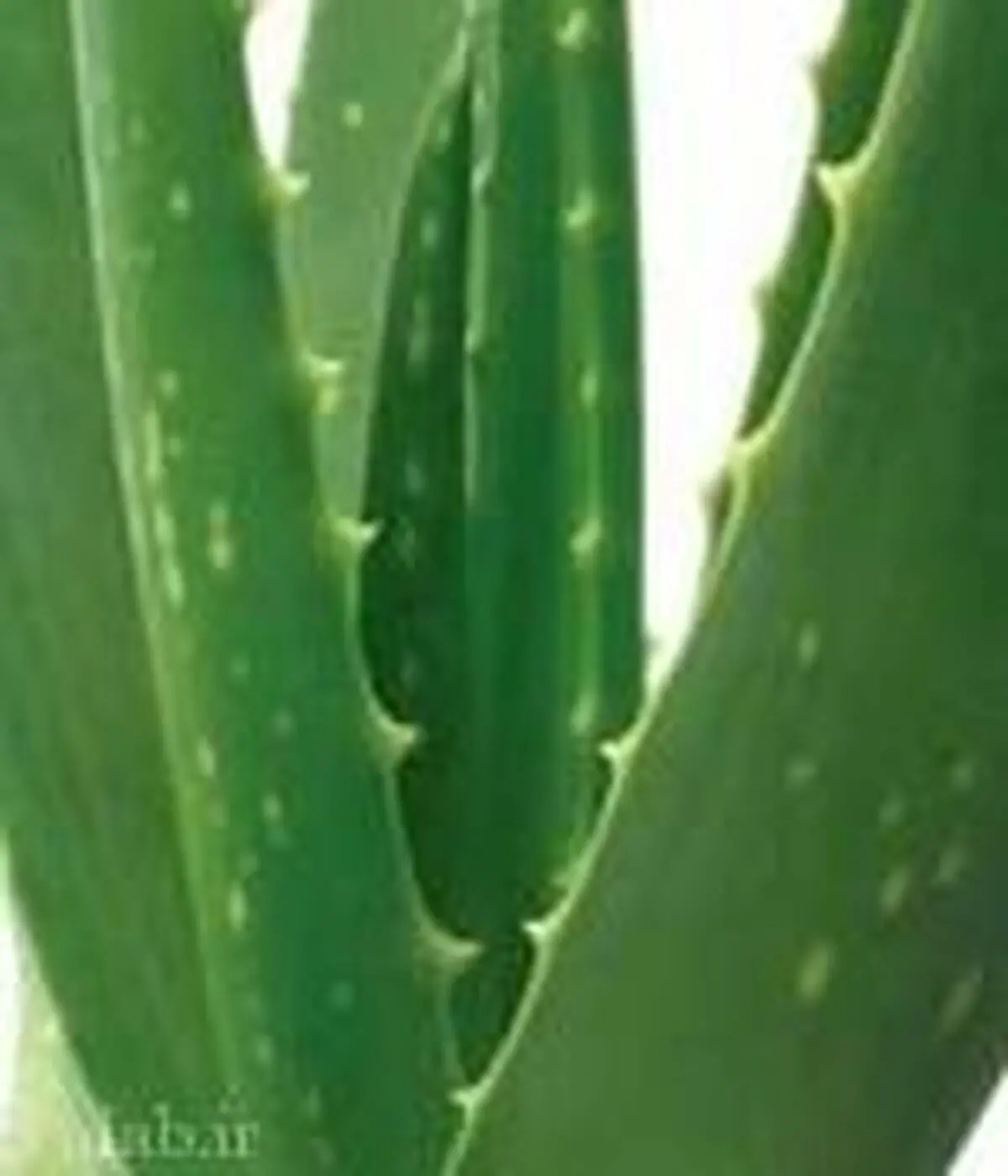 گیاهی که با سرطان کبد مقابله می‌کند 
