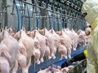 توزیع بیش از ۱۰۵۰ تُن گوشت مرغ مازندران در بازار ملی