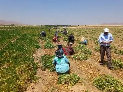 پیش بینی برداشت ۵۰۰۰ کیلوگرم لوبیا ازهرهکتار در مزارع شهرستان ازنا 