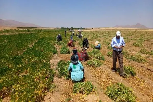 پیش بینی برداشت ۵۰۰۰ کیلوگرم لوبیا ازهرهکتار در مزارع شهرستان ازنا 