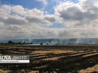 برداشت برنج در مازندران و آتش زدن بقایای آن 