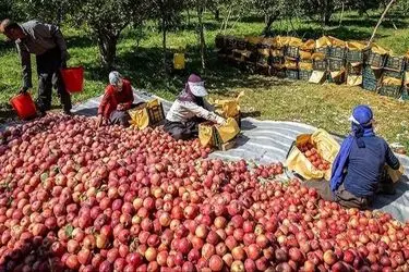 محصول سیب روی دست کشاورزان مانده است/ نبود صنایع تبدیلی باعث می‌شود بخش زیادی از محصول دورریز شود