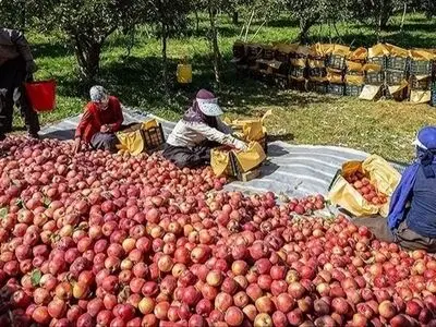 محصول سیب روی دست کشاورزان مانده است/ نبود صنایع تبدیلی باعث می‌شود بخش زیادی از محصول دورریز شود