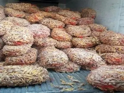 کشف و معدوم‌سازی هشت تن پای مرغ فاسد در مشهد