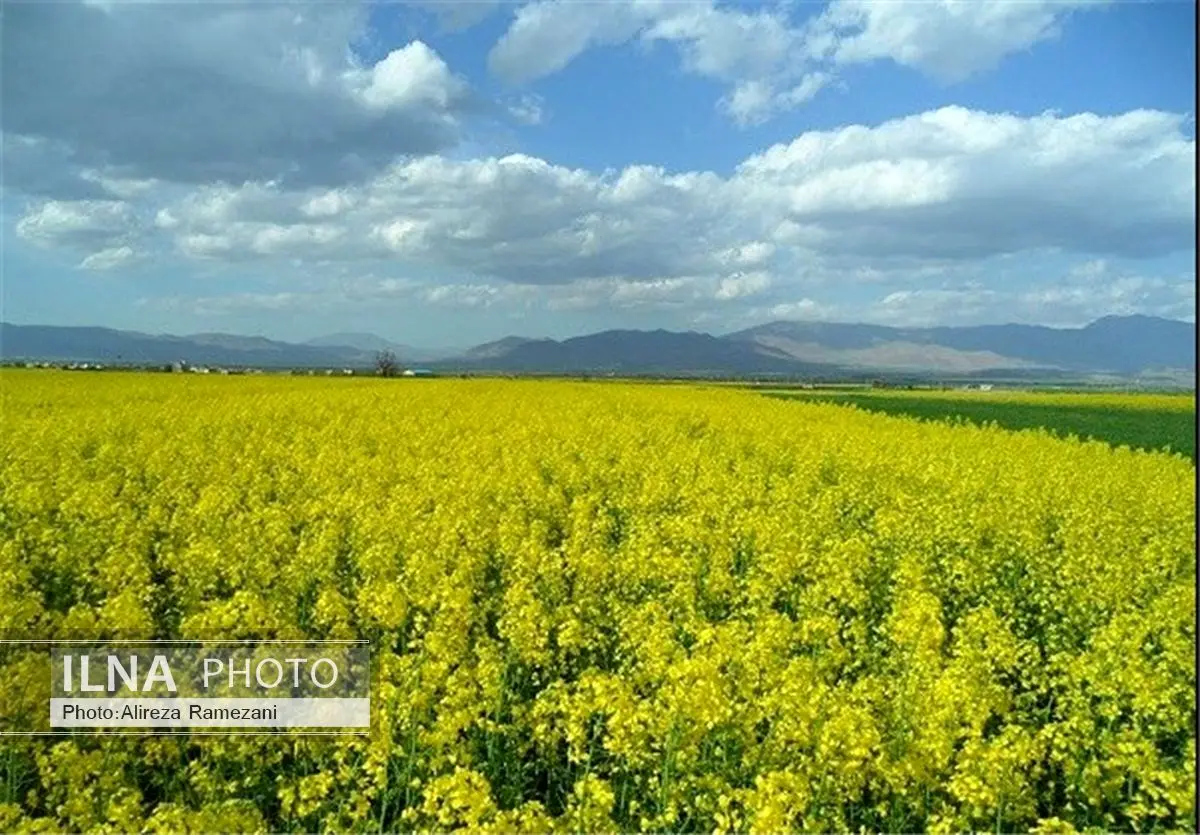 رتبه نخست کشت و تولید دانههای روغنی متعلق به استان گلستان است
