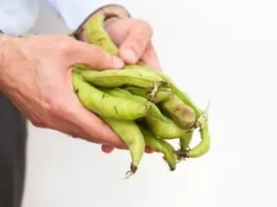 فواید باقلا تازه و خشک برای سلامت بدن و زیبایی پوست