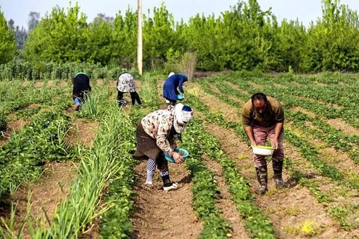 کاهش سطح زیر کشت در اصفهان به دلیل خشکسالی/خرید گندم بیش از ۱۵۰ درصد افزایش یافت 