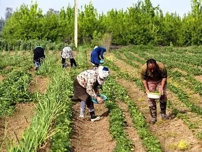 کاهش سطح زیر کشت در اصفهان به دلیل خشکسالی/خرید گندم بیش از ۱۵۰ درصد افزایش یافت 