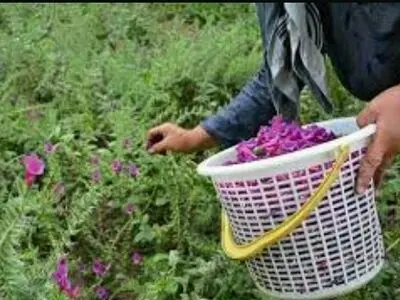 توسعه تولید و فروش گیاهان دارویی با تسهیلات اشتغالزایی