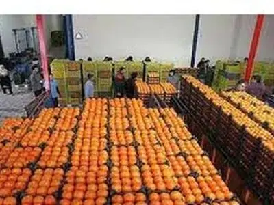پیش‌بینی تولید 42 هزار تنی مرکبات در آمل