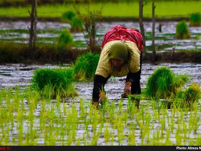 لغو ممنوعیت واردات برنج در زمان تعطیلی مجلس/ نفوذ دلالان قدرتمند برای آزاد کردن واردات در فصل برداشت/ نمایندگان استان با جدیت پیگیر هستند