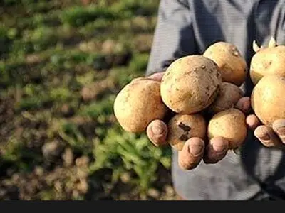 عرضه روزانه ۳۰۰ تن سیب زمینی تنظیم بازاری ‌
