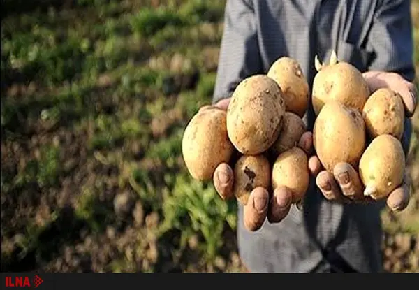 هشدار برای کشاورزان سیب زمینی کار اردبیلی