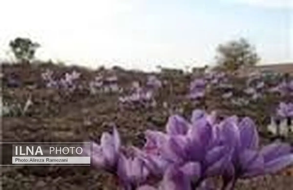 کشت آزمایشی زعفران در شمال استان سیستان و بلوچستان