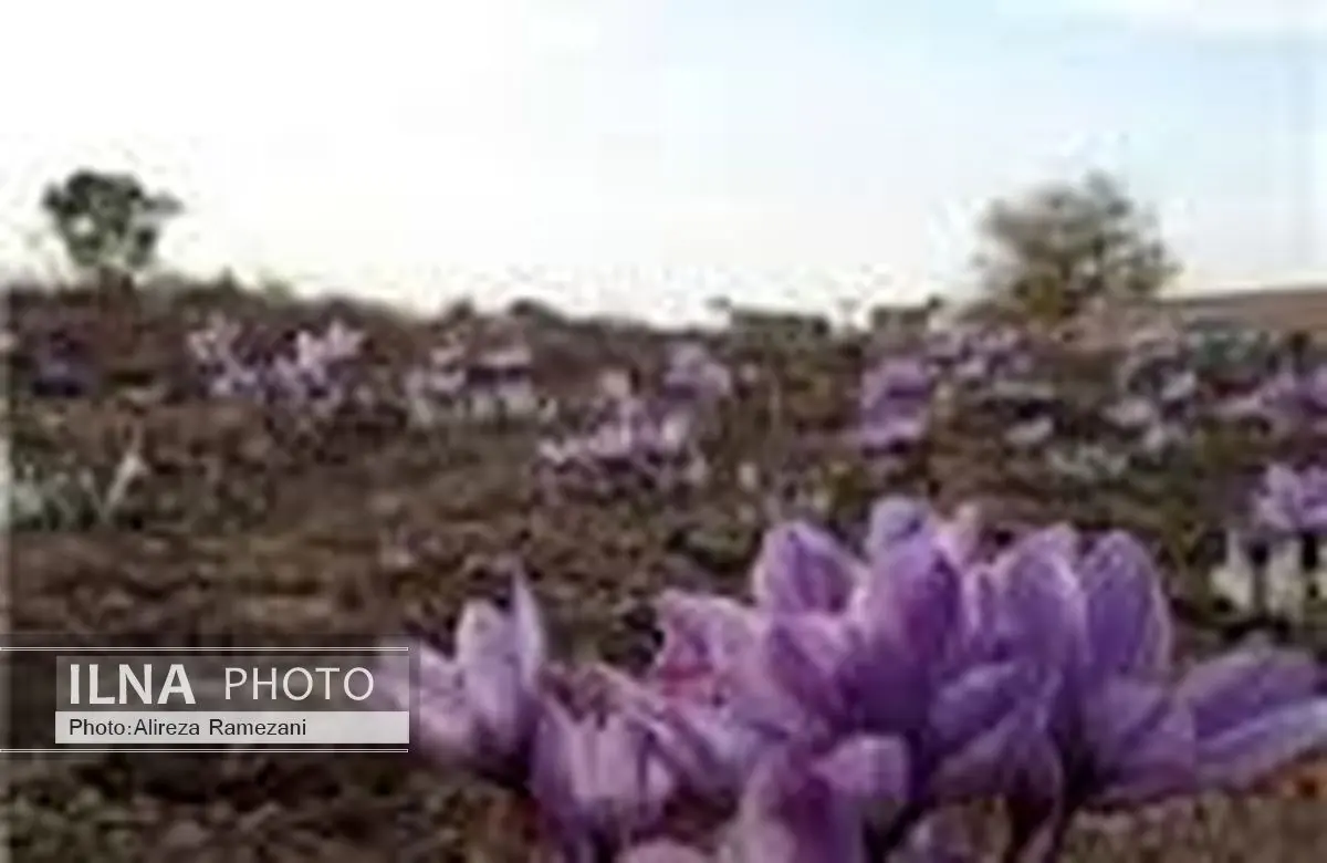 کشت آزمایشی زعفران در شمال استان سیستان و بلوچستان