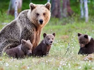 ۴ میلیارد غرامت حیات‌وحش به کشاورزان و دامداران کهگیلویه و بویراحمد پرداخت شد