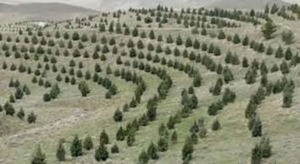 ۱ میلیون هکتار جنگلکاری در کشور طی ۸ سال اخیر انجام شده است