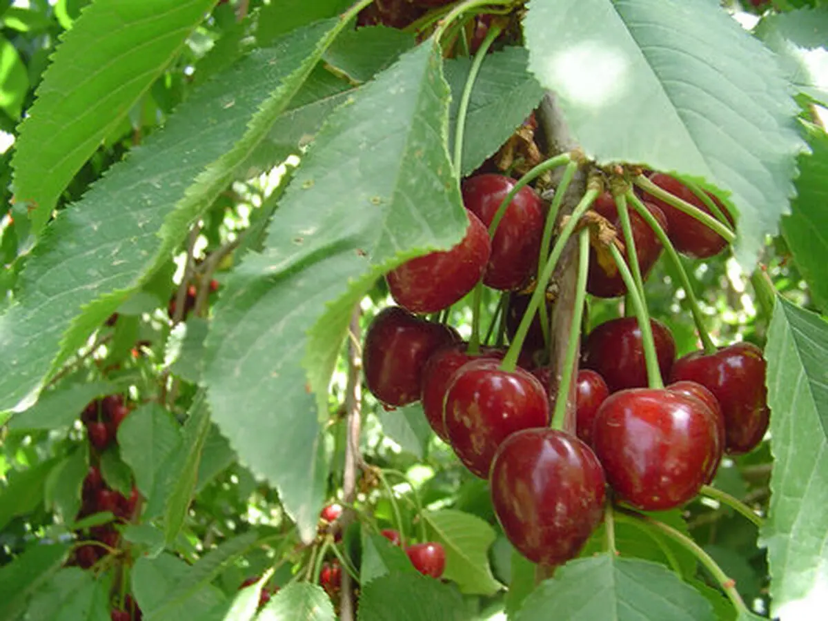 چهارمحال و بختیاری قطب تولید گیلاس خارج از فصل می‌شود