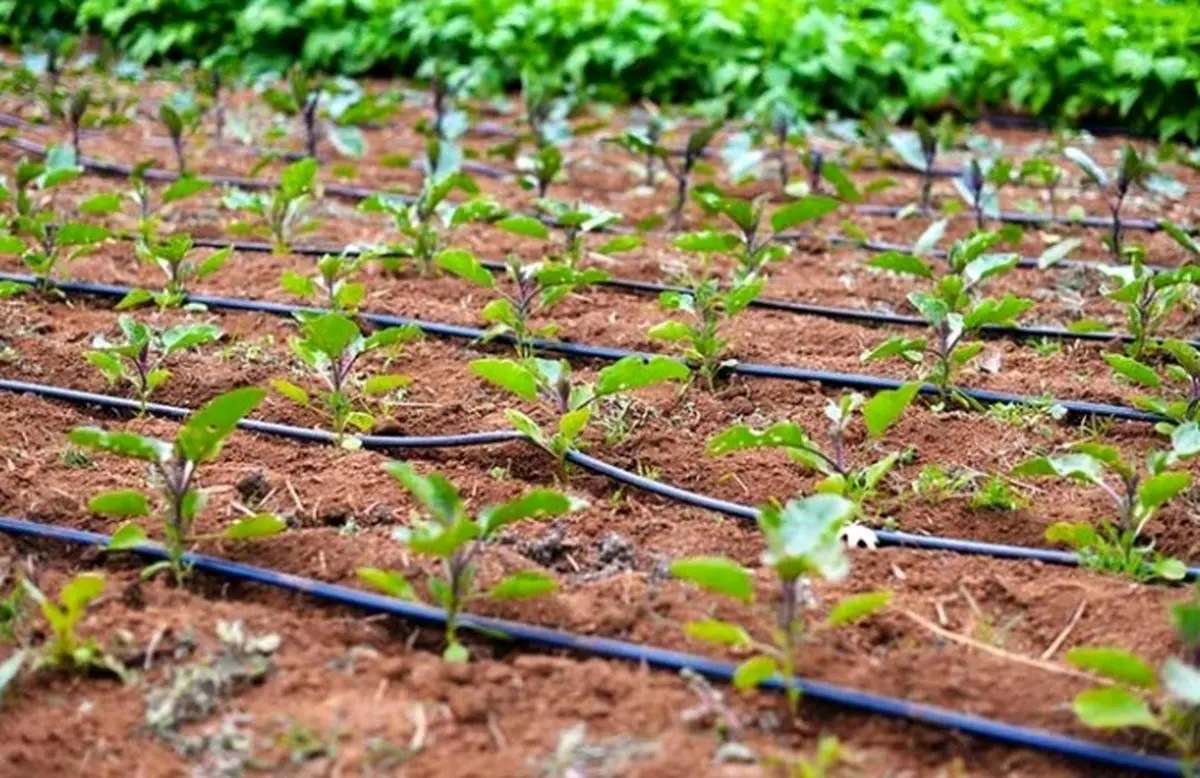  اعداد مطرح شده درباره حجم هدررفت آب در بخش کشاورزی نادرست است